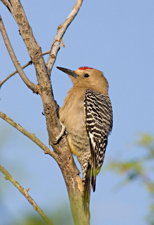 Image result for gila woodpecker california