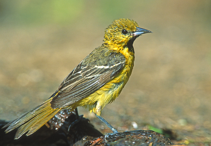 A Serendipitous Orchard Oriole Extravaganza