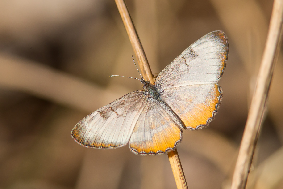 the common mestra mestra amymone is a white and yellow-colored butterfly  that is found throughout texas and has ranged as far north as nebraska