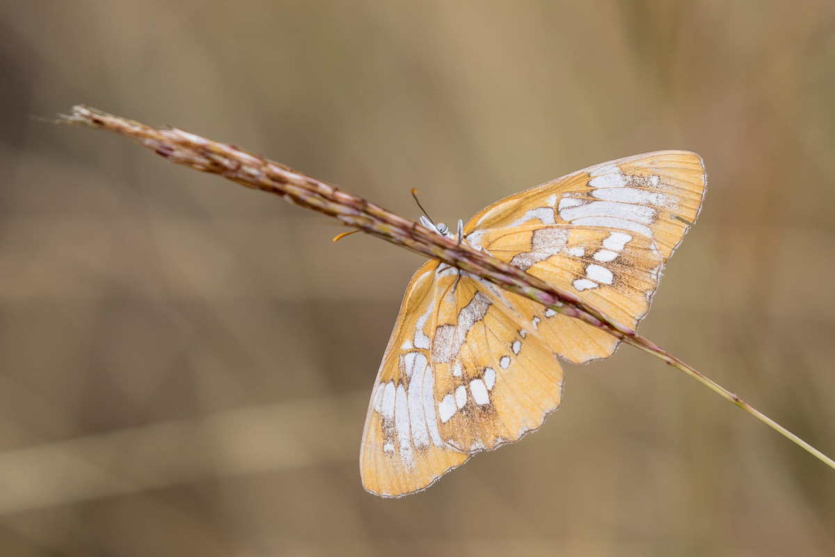 the common mestra mestra amymone is a white and yellow-colored butterfly  that is found throughout texas and has ranged as far north as nebraska