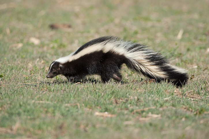 Striped Skunk (Mephitis mephitis)