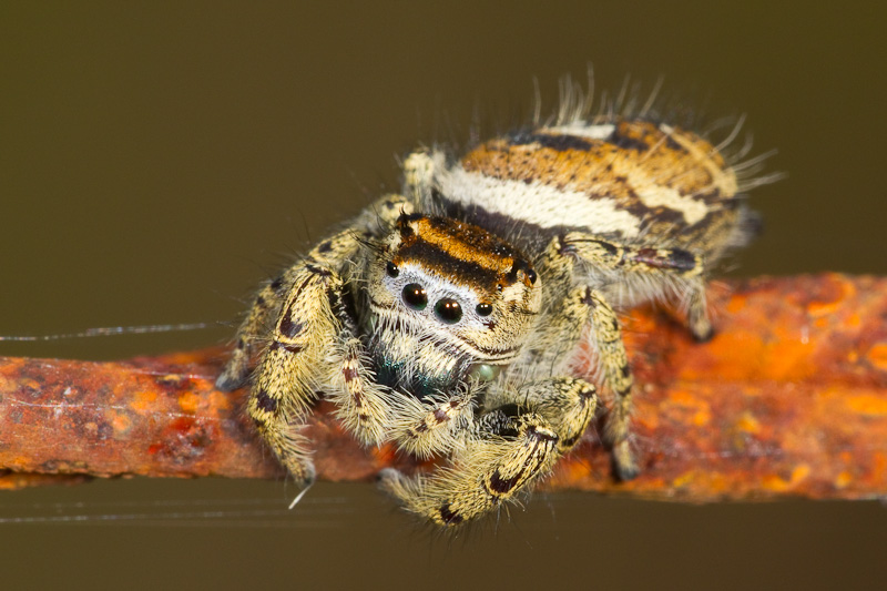 Jumping Spider (Phidippus sp.) about 5 cm long and 1.5 com wide-1 specimen  – Macroscopic Solutions