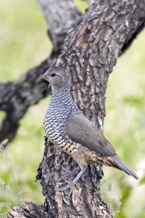 Scaled Quail (Callipepla squamata)