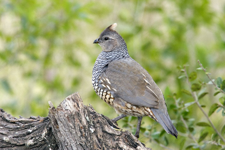 Scaled Quail (Callipepla squamata)