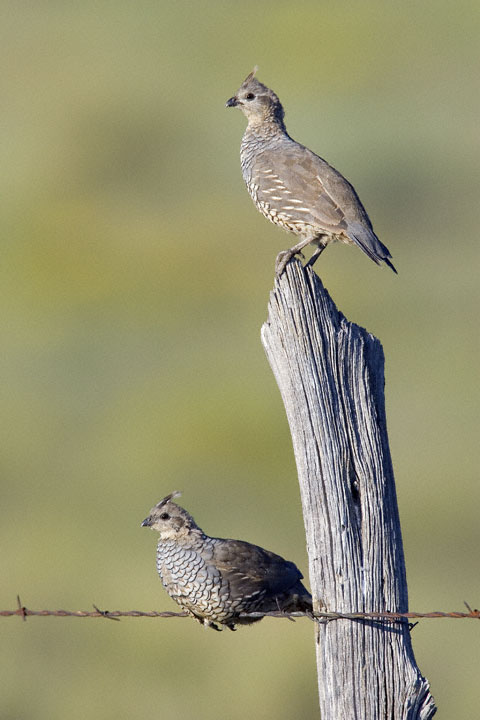 Scaled Quail (Callipepla squamata)
