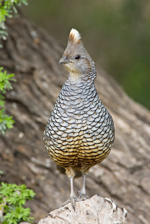 Scaled Quail (Callipepla squamata)
