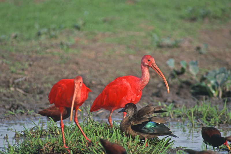 scarlet ibis movie