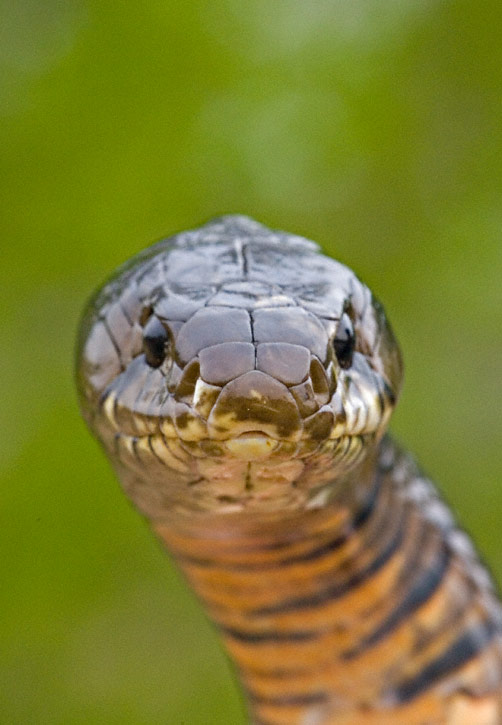 grown texas indigo snake for sale