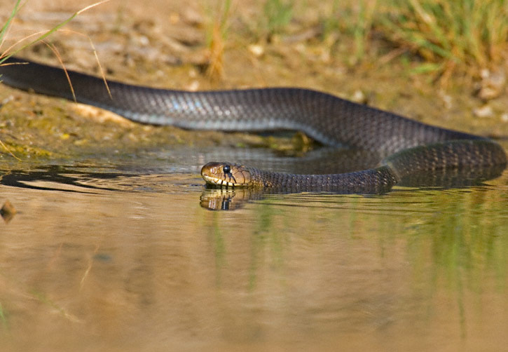 blue indigo snake texas poisonous