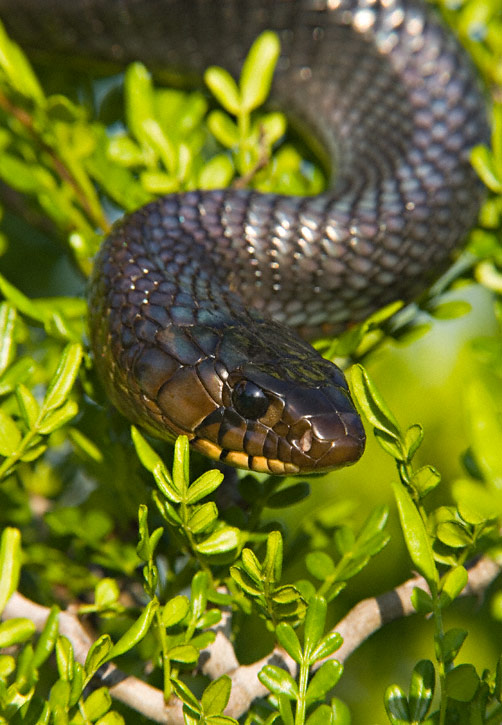 texas indigo snake menard county tx