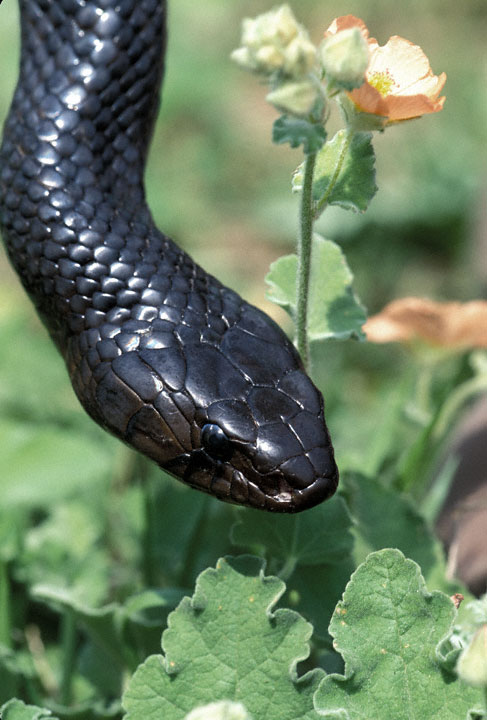 eastern indigo snake vs texas indigo snake