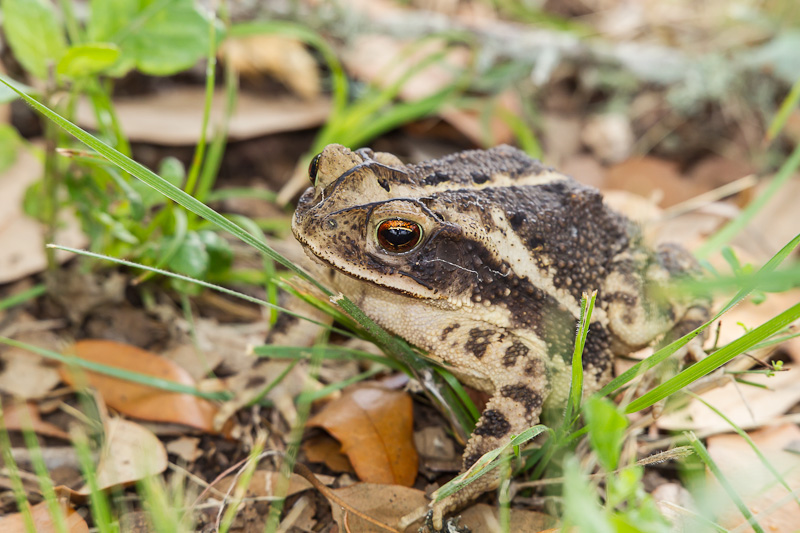 Untamed Toxin Uncovering The Secrets Of Gulf Coast Toad Venom - xuyvnp5