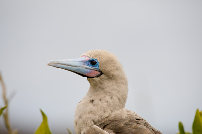 Nemo Galapagos Cruises - #RedFootedBooby Known as Sula Sula, the
