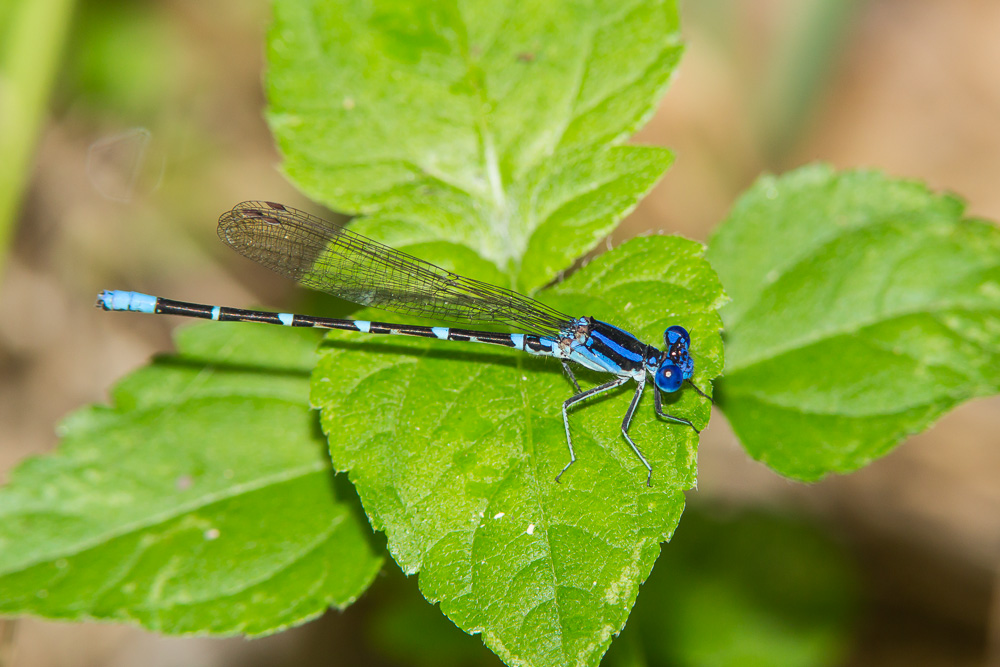 Blue-ringed Dancer (Argia sedula)
