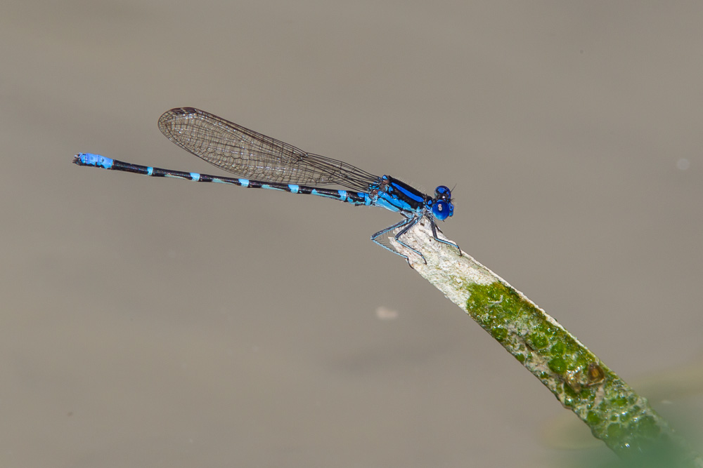 Blue-ringed Dancer (Argia sedula)