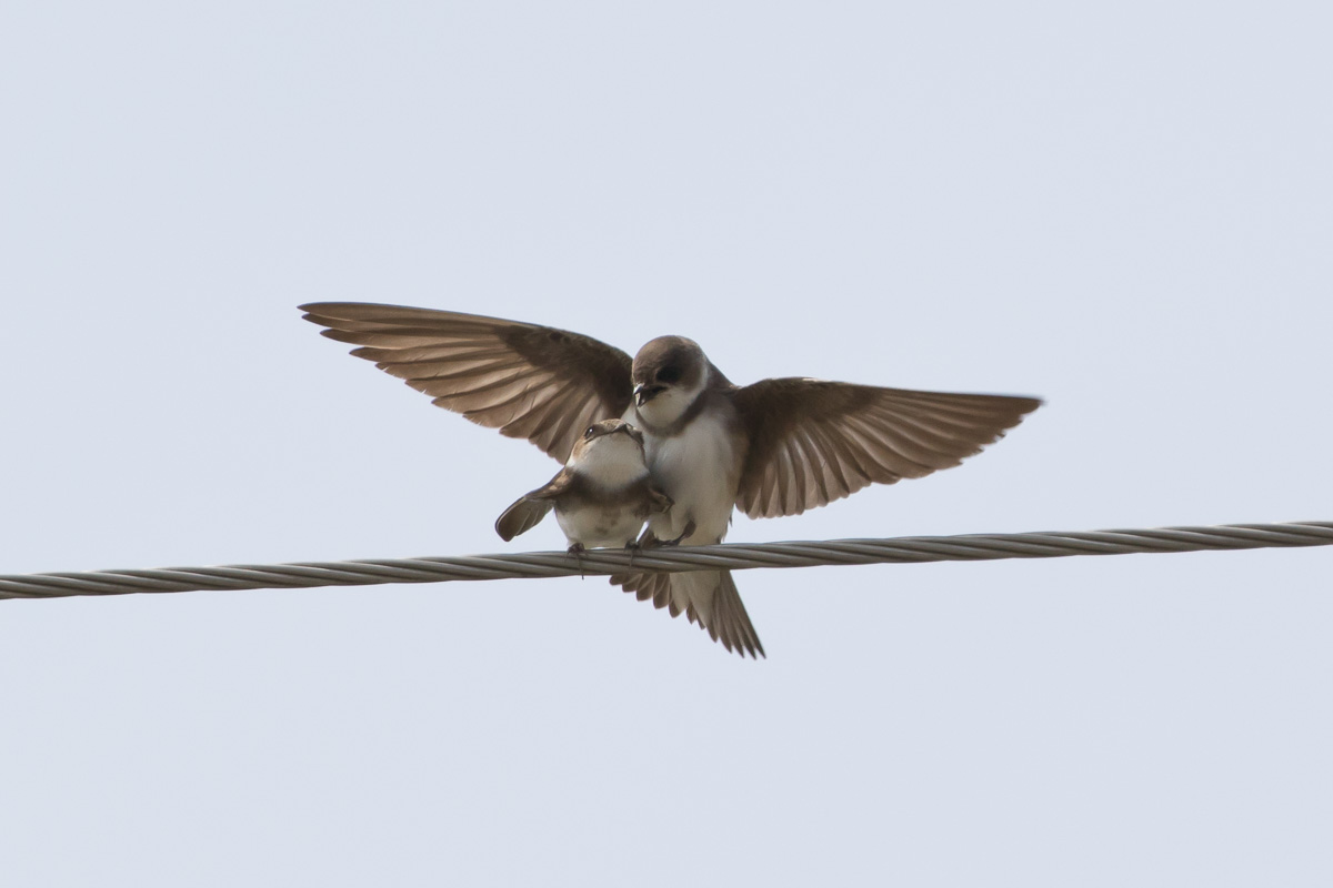 Bank Swallow (Riparia riparia)