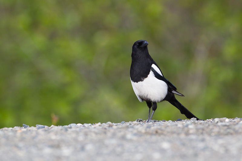 Black Billed Magpie In Alaska