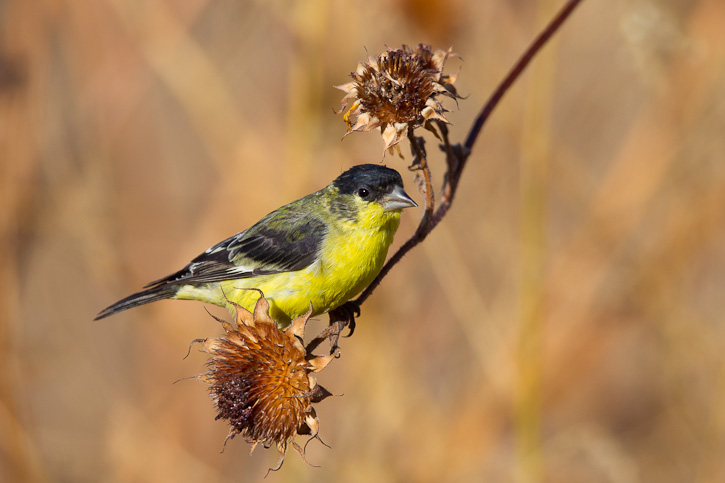 Lesser Goldfinch (Spinus psaltria)