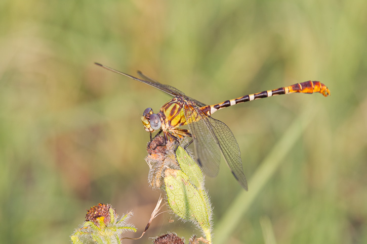 Ringal Insect Eastern Ringtail (Erpetogomphus designatus)