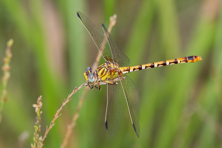 Ringal Insect Eastern Ringtail (Erpetogomphus designatus)