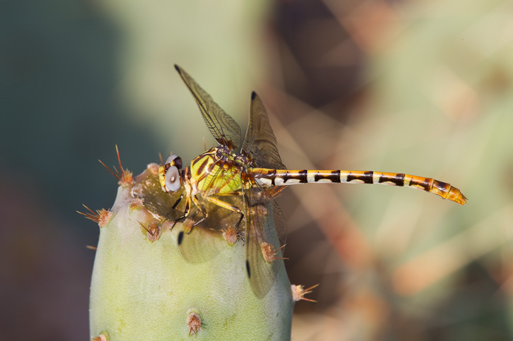 Ringal Insect Eastern Ringtail (Erpetogomphus designatus)