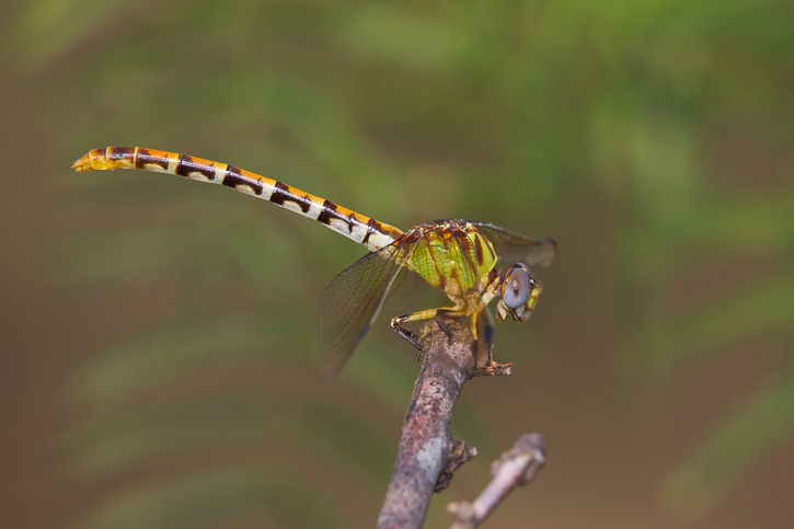 Ringal Insect Eastern Ringtail (Erpetogomphus designatus)