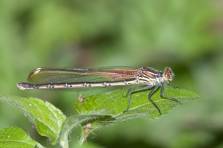 American Rubyspot (Hetaerina americana)