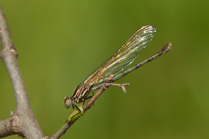 American Rubyspot (Hetaerina americana)