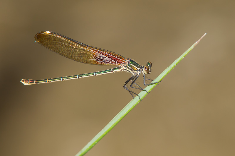 American Rubyspot (Hetaerina americana)