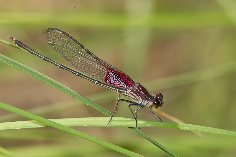 American Rubyspot (Hetaerina americana)