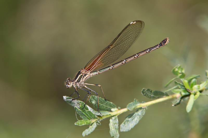 American Rubyspot (Hetaerina americana)