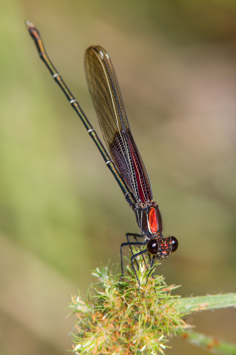 American Rubyspot (Hetaerina americana)