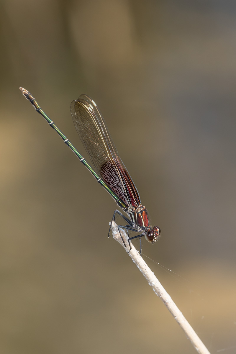 American Rubyspot (Hetaerina americana)