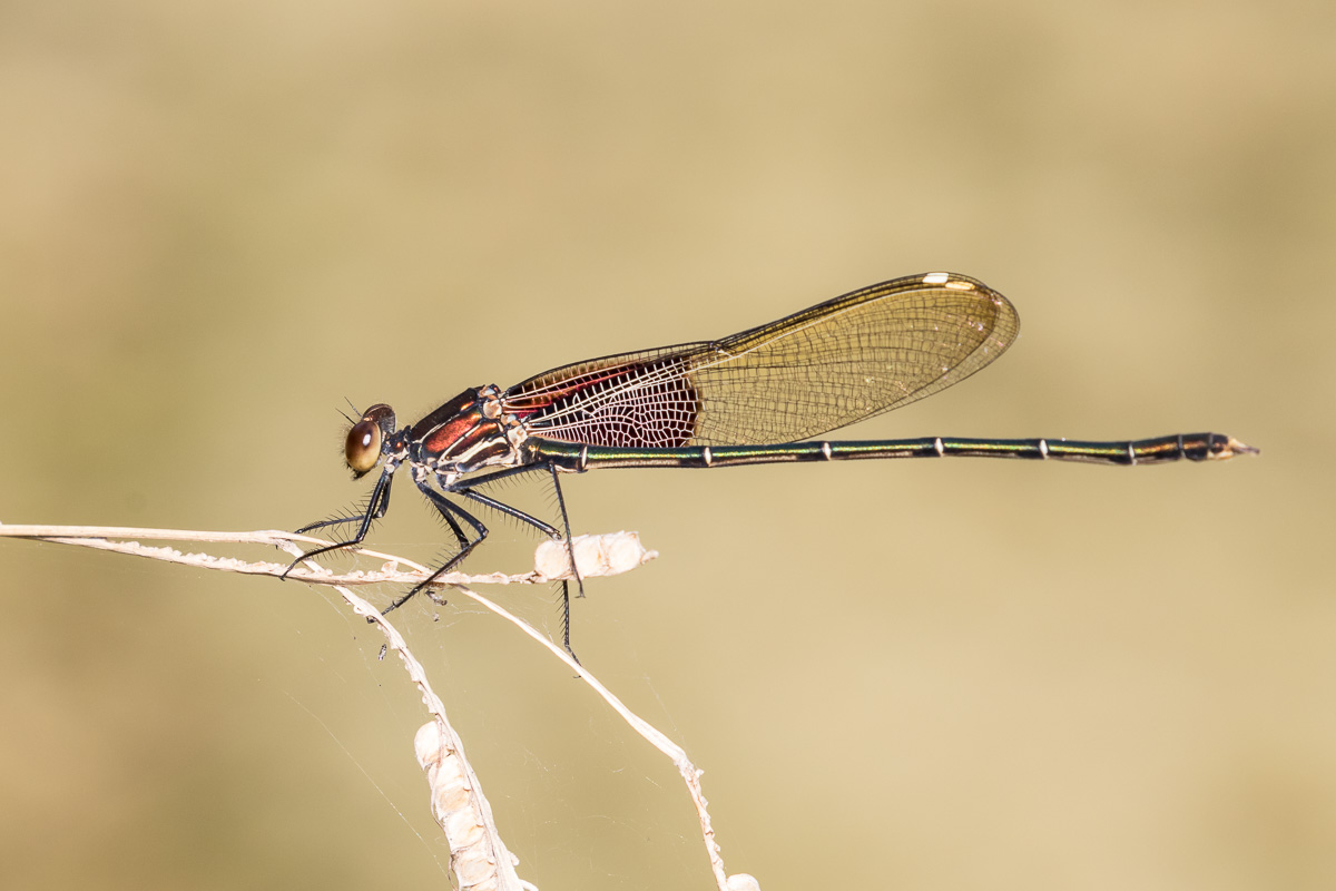 American Rubyspot (Hetaerina americana)