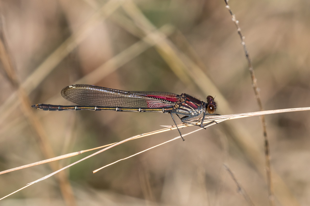 American Rubyspot (Hetaerina americana)