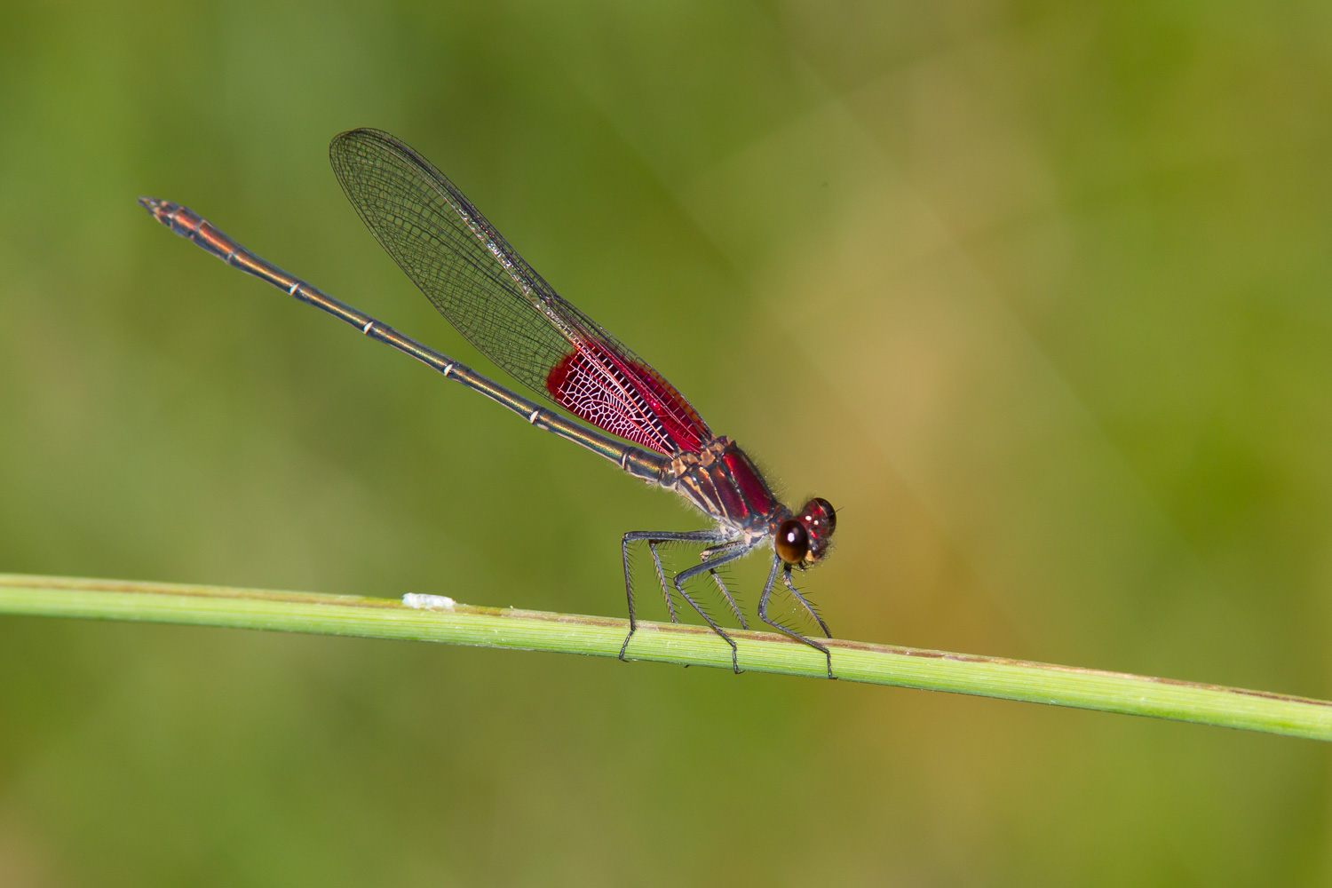 American Rubyspot (Hetaerina americana)