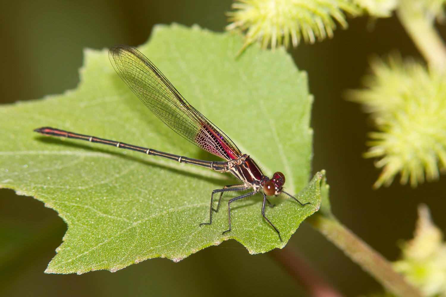 American Rubyspot (Hetaerina americana)