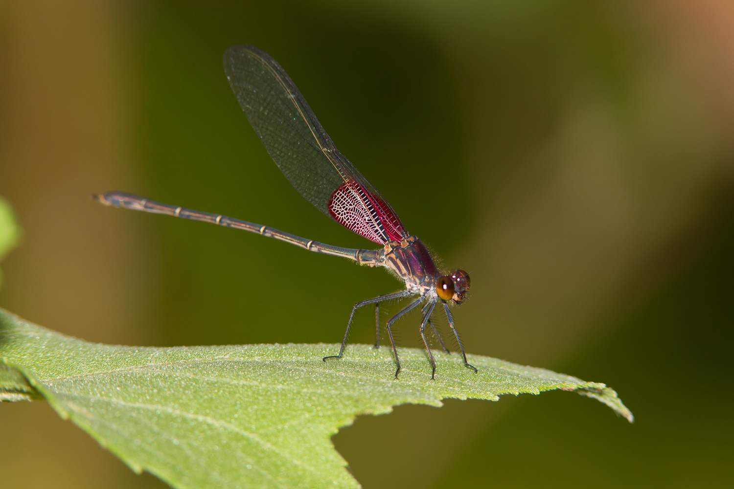 American Rubyspot (Hetaerina americana)