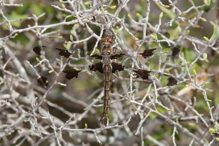 Prince Baskettail (Epitheca [Epicordulia] princeps)