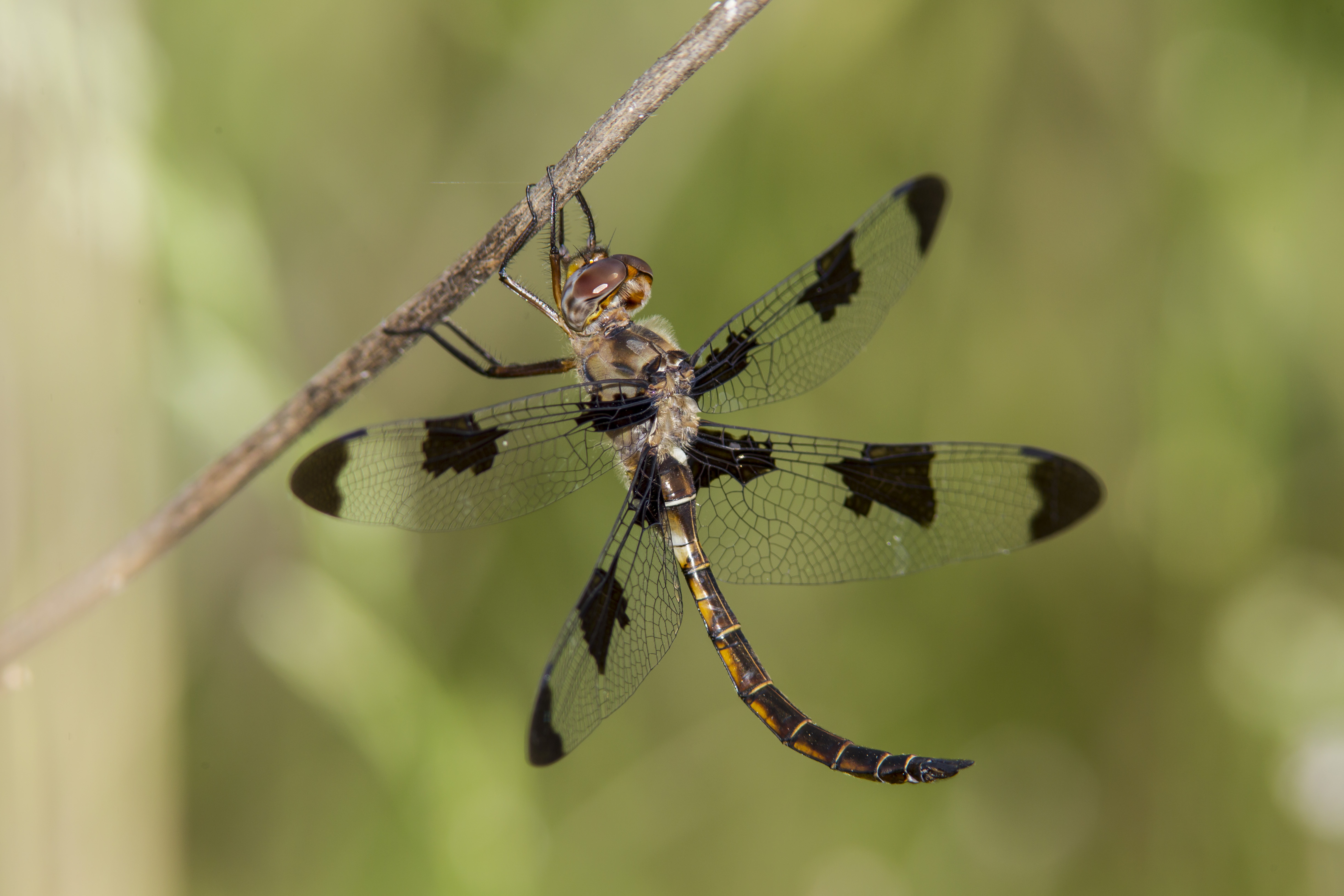 Prince Baskettail (Epitheca [Epicordulia] princeps)
