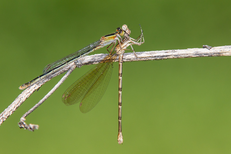Rambur's Forktail (Ischnura ramburii)