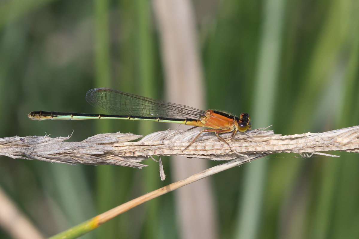 Rambur's Forktail (Ischnura ramburii)