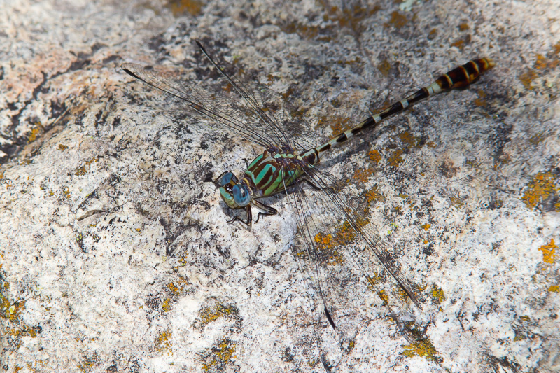 Ringal Insect Serpent Ringtail (Erpetogomphus lampropeltis)