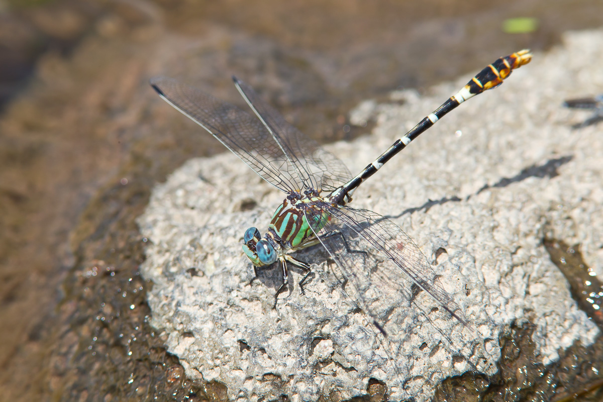 Ringal Insect Serpent Ringtail (Erpetogomphus lampropeltis)