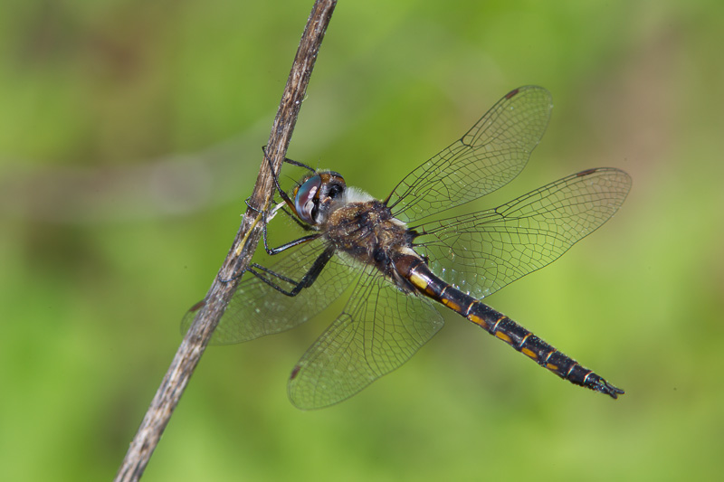 Slender Baskettail (Epitheca [Tetragoneuria] costalis) AKA Stripe ...