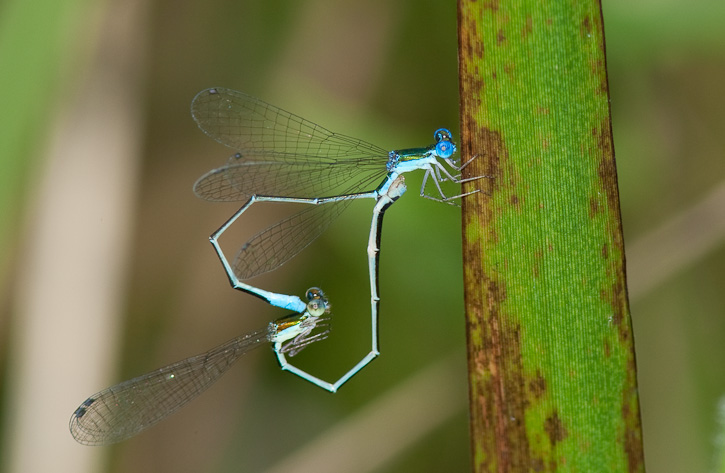 Sphagnum Sprite (Nehalennia gracilis)