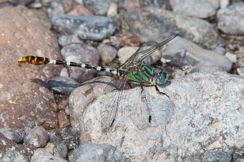 Ringal Insect Serpent Ringtail (Erpetogomphus lampropeltis)