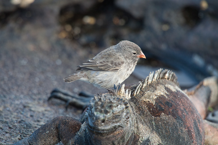 Small Ground Small Ground-Finch (Geospiza fuliginosa)