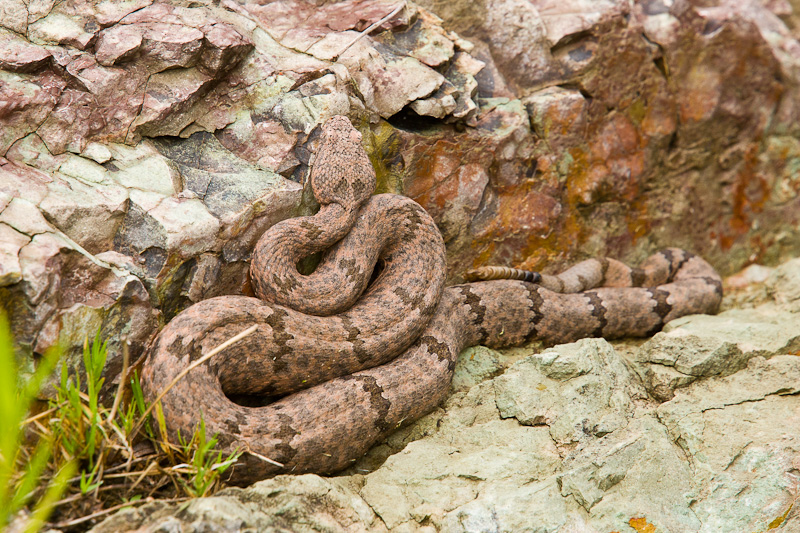 Patternless Rock Rattlesnake Rock Rattlesnake (Crotalus lepidus)